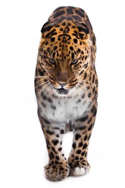 Amur leopard steht voller Gesicht isoliert auf weißem Hintergrund, die — Stockfoto