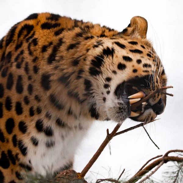 Red Amur leopardo roe una rama de abeto sobre un fondo blanco nevado , — Foto de Stock