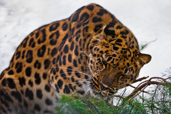 Red Amur leopardo roe una rama de abeto sobre un fondo blanco nevado , —  Fotos de Stock