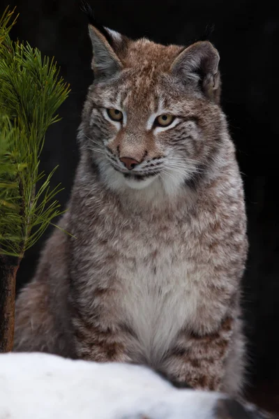 Μια όμορφη lynx κάθεται στο χιόνι δίπλα στο δένδρο και μοιάζει πονηρός — Φωτογραφία Αρχείου