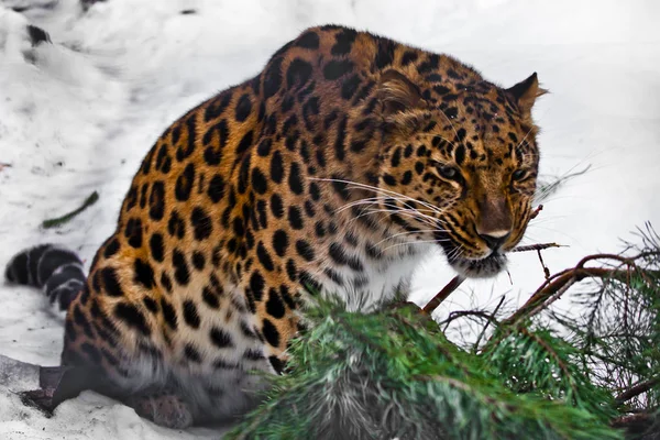 Красный амурский леопард грызет ель на белом снежном фоне. , — стоковое фото