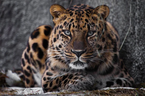 Olhar brutal, deitado leopardo Amur, poderoso motley grande gato olha s — Fotografia de Stock