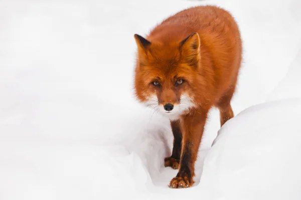 Bright red fox is walking, approaching against the background of — Stock Photo, Image
