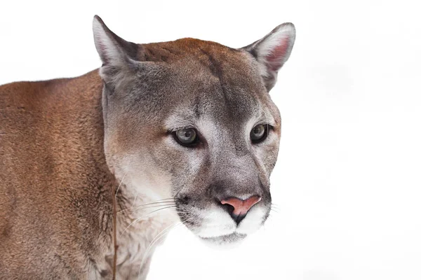 Munkorg Puma närbild på en vit bakgrund. Kraftfull underprissättning — Stockfoto
