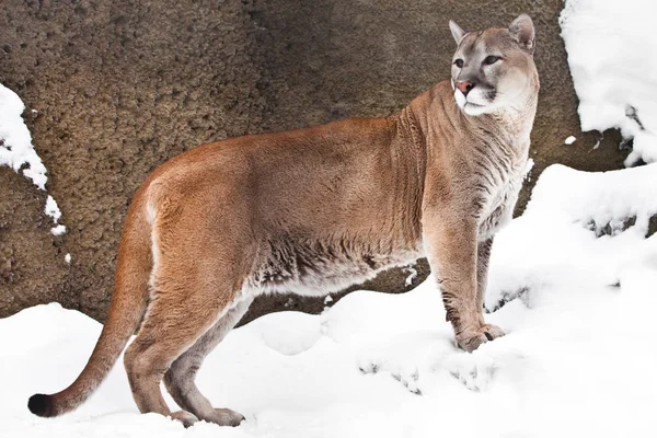 strong body of a big cat Cougar in profile, against a background