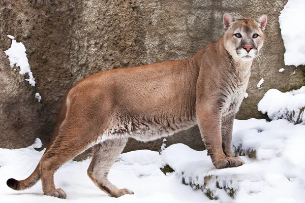 Profil, bir arka plan karşı büyük bir kedi Cougar güçlü vücut — Stok fotoğraf