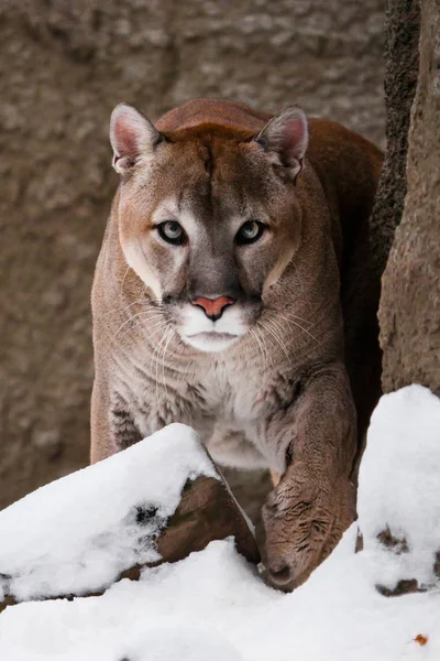 The cougar  is approaching, it goes full face, a powerful animal