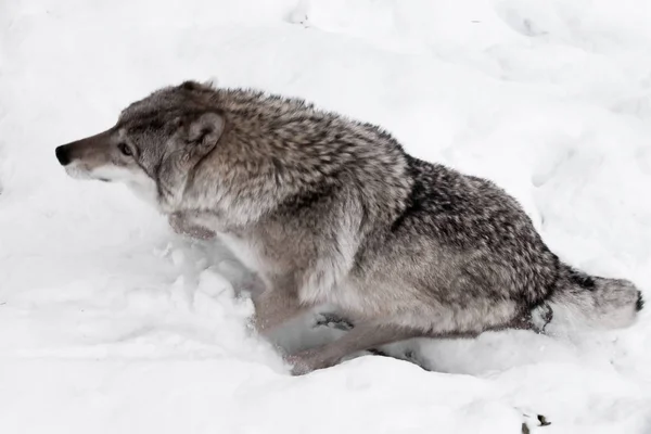 Мощный волк быстро бежит по снегу, вид сверху — стоковое фото