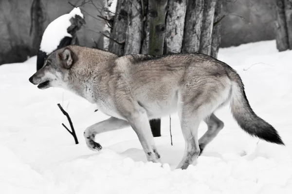 A large but slender wolf quickly runs through the snow. — Stock Photo, Image