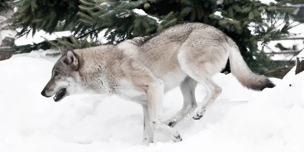 Un loup grand mais mince court rapidement à travers la neige . — Photo