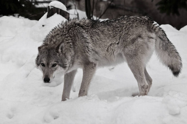 The she-wolf looks angrily, the fur is disheveled with anger. Wolves in the snow in winter.