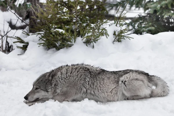 The wolf rests lying stretched out on the snow at full length.