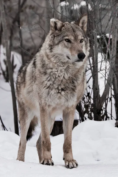Silný vlk stojí hrdě a těší (celý obličej) na th — Stock fotografie