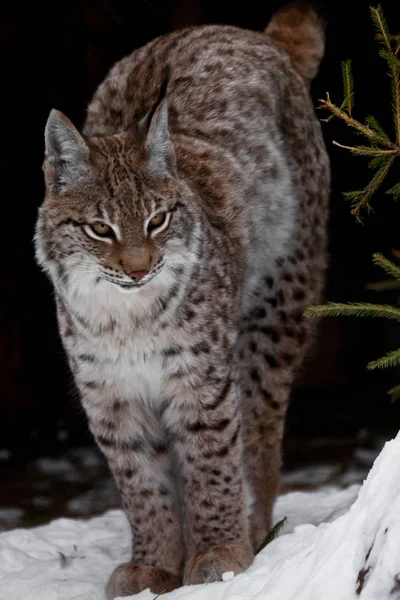 優雅で美しい山猫 lynx を伸ばす、その背中をアーク放電 — ストック写真