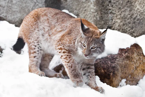 The lynx walks on snow covered stones, hissing angrily and grinn