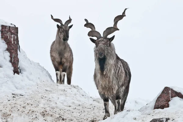 Kar ve karşı rocky çıkıntıları arasında dağ keçileri (Markhor)