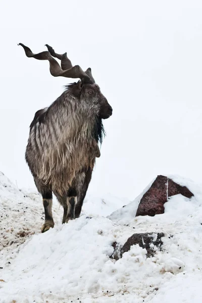 Cabras de montanha (Markhor) entre a neve e bordas rochosas contra — Fotografia de Stock