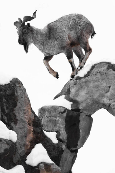 Горный козел (Мархор) изящно и ловко передвигается через рок
