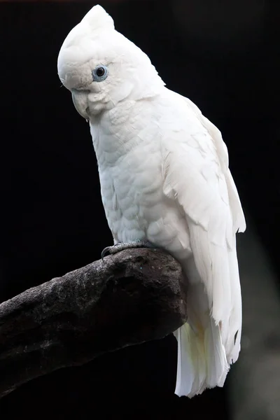 Smutný velké bílé papoušek na černém pozadí sedí na tyči v — Stock fotografie