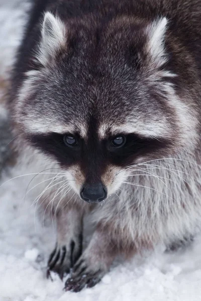 Sad fur face of a raccoon with black eyes beads-close-up, paws o