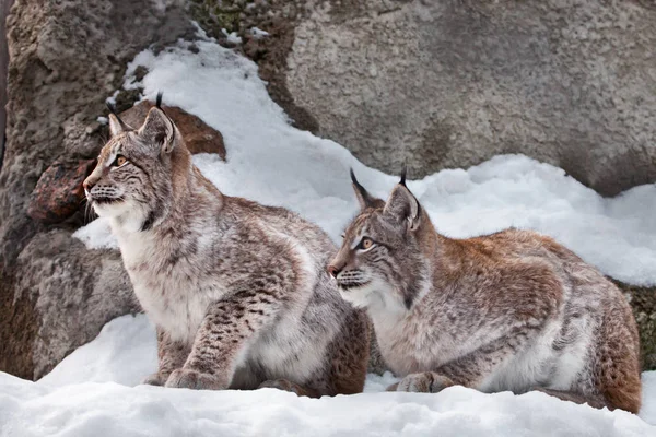 座るし、一緒に見る。フロン ト、冬に雪の中で 2 つの山猫 — ストック写真