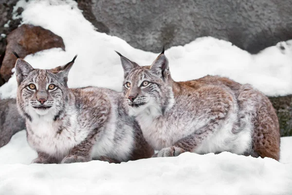 couple of cats sitting.Two lynxes in the snow in winter,  friend