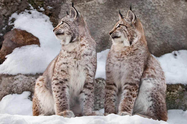 一緒に向き直った。フロン ト、冬に雪の中で 2 つの山猫 — ストック写真