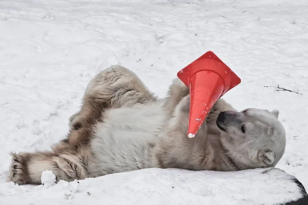 Urso polar sujo na neve brincando com um sinal de estrada - um plasti — Fotografia de Stock