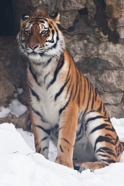 The Amur tiger against a stone wall and a snow-rare animal of th — Stock Photo, Image