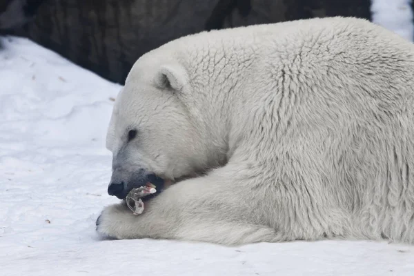 O urso polar jaz na neve e come um pedaço de carne - o n — Fotografia de Stock