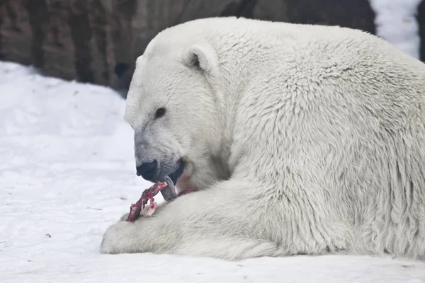 L'orso polare giace nella neve e mangia un pezzo di carne - la n — Foto Stock