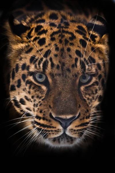 Bozal de un leopardo (leopardo Amur) de cerca, sobre un fondo negro —  Fotos de Stock
