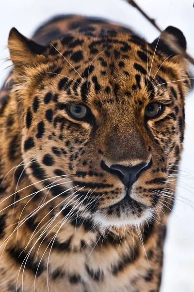 Морда дальнего леопарда (амурского леопарда) крупным планом, на спине — стоковое фото