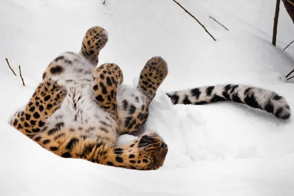 El leopardo Amur juega en la nieve. grande salvaje gato jugando . — Foto de Stock