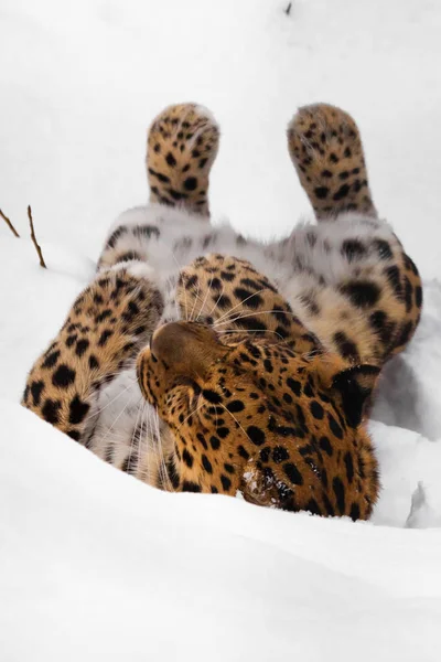 Amur leopardo joga na neve. grande selvagem gato jogar . — Fotografia de Stock