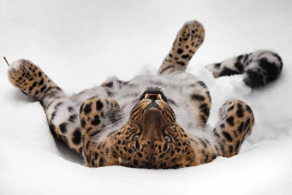 Der rothaarige Amur-Leopard (fernöstlich) spielt im Schnee und — Stockfoto