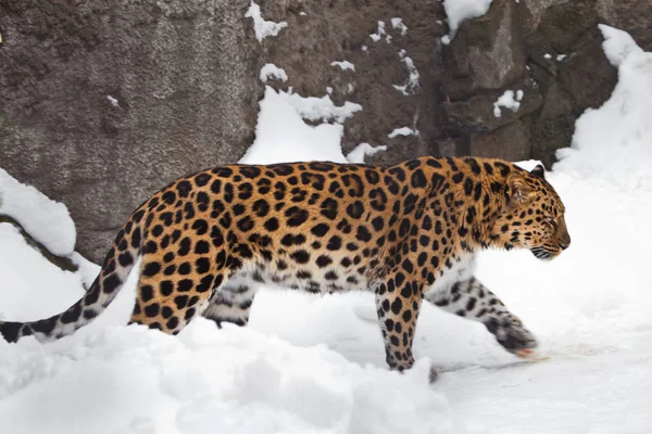 O animal em perfil é visível rocha e neve. Laço do Extremo Oriente — Fotografia de Stock