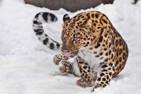 O animal é lambido na neve, uma espécie predatória. Extremo Oriente — Fotografia de Stock