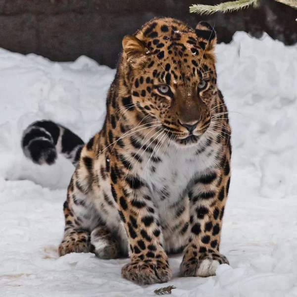Het dier kijkt boos. Far Eastern leopard is wandelen in de sn — Stockfoto
