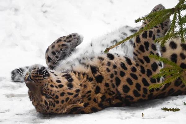 Gran gato jugando en la nieve en las ramas de abeto (abeto). R —  Fotos de Stock