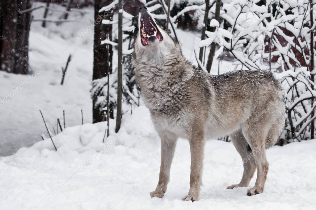 The mouth of a howling wolf. A wolf (female wolf) howls (howling