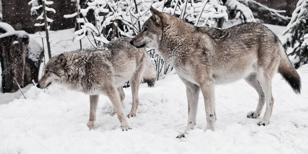 Wolves male and female play during mating in a snowy winter fore