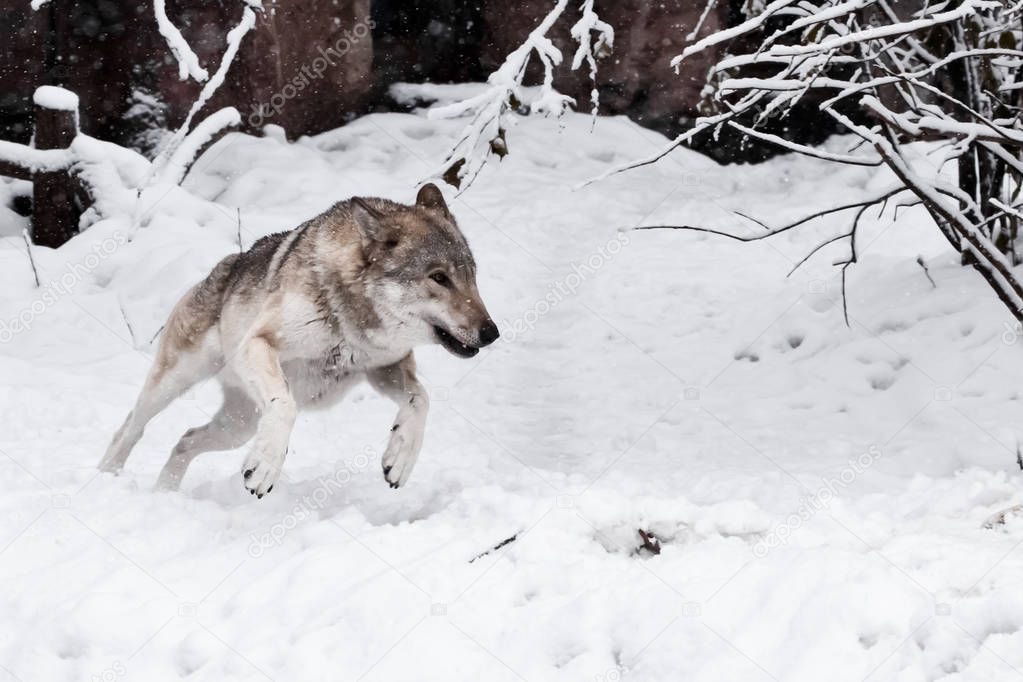 A large gray wolf quickly rushes through the snow ahead on you, 