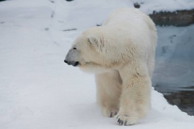 Bir kutup ayısı bir kar üzerinde güçlü bir Kuzey hayvandır.