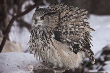Bir büyük baykuş - kartal baykuş (Avrasya kartal-Baykuş) karlı bir backgr üzerinde oturur
