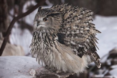 A big owl- eagle owl (Eurasian eagle-owl) sits on a snowy backgr clipart
