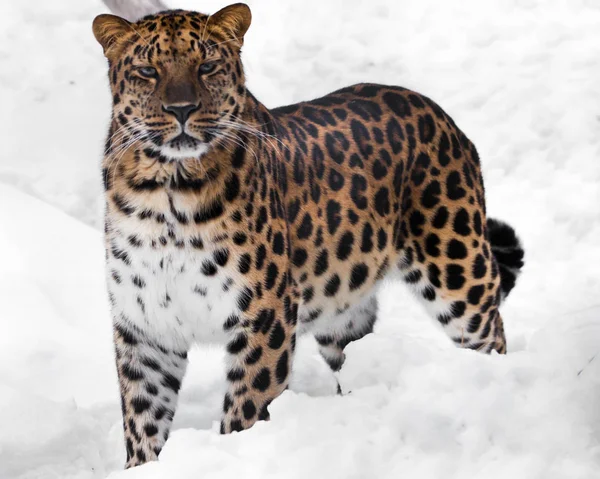 La mirada de un gato grande. El leopardo pelirrojo del Lejano Oriente es un poder — Foto de Stock