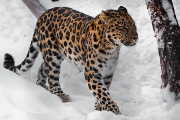 O leopardo vem aí, está infeliz. Leopardo do Extremo Oriente ruivo — Fotografia de Stock