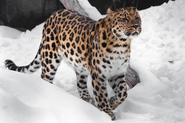 Huele a leopardo. El leopardo pelirrojo del Lejano Oriente es un poderoso pre — Foto de Stock