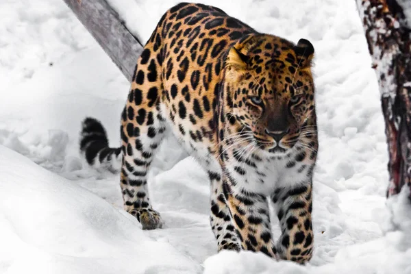 El leopardo viene hacia ti, está enojado. Cabeza roja del Lejano Oriente le — Foto de Stock